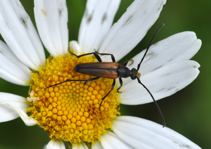 Stenurella sp.